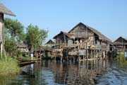 �ivot na vod�. Jezero Inle. Myanmar (Barma).