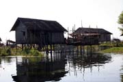 �ivot na vod�. Jezero Inle. Myanmar (Barma).