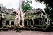 Ta Prohm - chr�m v d�ungli. Oblast Angkor Watu. Kambod�a.