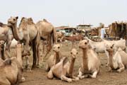Trh s dobytkem ve m�st� Agadez. Niger.