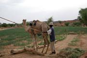 Velbloud poh�n� rump�l u studny. Pou�� Sahara. Niger.