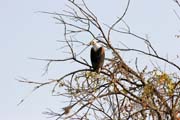 Orel (fish eagle). Oblast jezera �ad. Kamerun.
