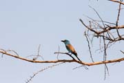 Pt�k (Lilac-breasted Roller), N�rodn� park Waza. Kamerun.