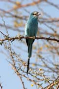 Pt�k (Lilac-breasted Roller), N�rodn� park Waza. Kamerun.