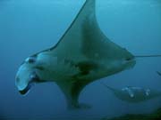 Rejnok manta (Manta birostris) na lokalit� Manta Point u ostrova Nusa Penida. Bali, Indon�sie.