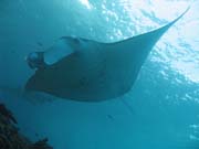 Rejnok manta (Manta birostris) na lokalit� Manta Point u ostrova Nusa Penida. Bali, Indon�sie.
