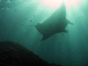 Rejnok manta (Manta birostris) na lokalit� Manta Point u ostrova Nusa Penida. Bali, Indon�sie.