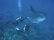 M�s��n�k sv�tiv� (Ocean Sunfish �i Mola Mola) na lokalit� Crystal Bay u ostrova Nusa Penida. Bali, Indon�sie.