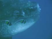 M�s��n�k sv�tiv� (Ocean Sunfish �i Mola Mola) na lokalit� Crystal Bay u ostrova Nusa Penida. Bali, Indon�sie.