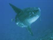 M�s��n�k sv�tiv� (Ocean Sunfish �i Mola Mola) na lokalit� Crystal Bay u ostrova Nusa Penida. Bali, Indon�sie.