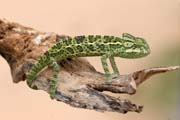 I na Saha�e je �ivot - chameleon. Niger.