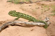 I na Saha�e je �ivot - chameleon. Niger.