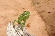 I na Saha�e je �ivot - chameleon. Niger.
