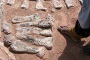 Prsty dinosaura - brontosaura. Dinousau�� h�bitov v bl�zkosti m�sta Agadez.  Niger.