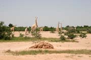 Posledn� voln� �ij�c� �irafy v Z�padn� Africe - rezervace Kourou. Niger.