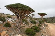 Endemick� strom Dra�� krev (Dracaena cinnabari) na planin� Dixam. Ostrov Socotra (Suqutra). Jemen.