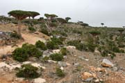 Endemick� stromy Dra�� krev (Dracaena cinnabari) na planin� Dixam. Ostrov Socotra (Suqutra). Jemen.