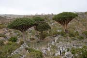 Endemick� stromy Dra�� krev (Dracaena cinnabari) na planin� Dixam. Ostrov Socotra (Suqutra). Jemen.