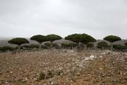 Endemick� stromy Dra�� krev (Dracaena cinnabari) na planin� Dixam. Ostrov Socotra (Suqutra). Jemen.