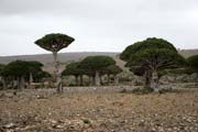 Endemick� stromy Dra�� krev (Dracaena cinnabari) na planin� Dixam. Ostrov Socotra (Suqutra). Jemen.