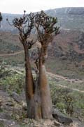 Sokotr�nsk� pou�tn� r��e (Adenium obesum sokotranum). Planina Dixam. Ostrov Socotra (Suqutra). Jemen.