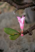 Kv�t sokotr�nsk� pou�tn� r��e (Adenium obesum sokotranum). Planina Dixam. Ostrov Socotra (Suqutra). Jemen.