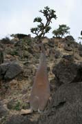 Sokotr�nsk� pou�tn� r��e (Adenium obesum sokotranum). Planina Dixam. Ostrov Socotra (Suqutra). Jemen.