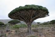 Endemick� strom Dra�� krev (Dracaena cinnabari) na planin� Dixam. Ostrov Socotra (Suqutra). Jemen.