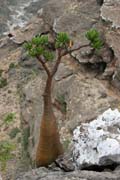 Sokotr�nsk� pou�tn� r��e (Adenium obesum sokotranum). Planina Dixam. Ostrov Socotra (Suqutra). Jemen.
