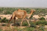 Velbloud a p�se�n� duny na ji�n�m pob�e�� ostrova Socotra (Suqutra). Jemen.