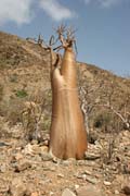 Sokotr�nsk� pou�tn� r��e (Adenium obesum sokotranum). Planina Dixam. Ostrov Socotra (Suqutra). Jemen.