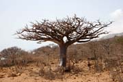 Baobab na ostrov� Socotra. Jemen.