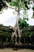 Chr�m Ta Prohm - chr�m zanechan� v d�ungli. Oblast chr�m� Angkor Wat. Kambod�a.