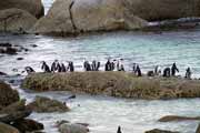 Tu�n�ci na Boulders Beach. Jihoafrick� republika.