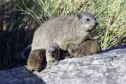Dassies, Augrabies. Jihoafrick� republika.