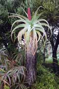 Botanick� zahrada, Cape Town. Jihoafrick� republika.