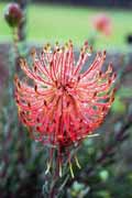 Botanick� zahrada, Cape Town. Jihoafrick� republika.