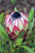 Botanick� zahrada, Cape Town. Jihoafrick� republika.