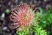 Botanick� zahrada, Cape Town. Jihoafrick� republika.