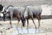 Pak��, Kalahari Gemsbok N�rodn� park. Jihoafrick� republika.