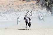 P��moro�ec, Kalahari Gemsbok N�rodn� park. Jihoafrick� republika.