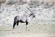 P��moro�ec, Kalahari Gemsbok N�rodn� park. Jihoafrick� republika.