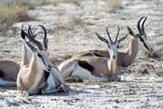 Antilopa sk�kav�, Kalahari Gemsbok N�rodn� park. Jihoafrick� republika.