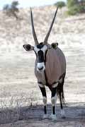 P��moro�ec, Kalahari Gemsbok N�rodn� park. Jihoafrick� republika.