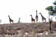�irafy, Kalahari Gemsbok N�rodn� park. Jihoafrick� republika.