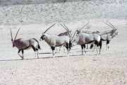 P��moro�ec, Kalahari Gemsbok N�rodn� park. Jihoafrick� republika.