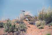 Kalahari Gemsbok N�rodn� park. Jihoafrick� republika.
