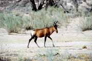 Antilopa, Kalahari Gemsbok N�rodn� park. Jihoafrick� republika.