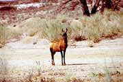 Antilopa, Kalahari Gemsbok N�rodn� park. Jihoafrick� republika.