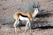 Antilopa sk�kav�, Kalahari Gemsbok N�rodn� park. Jihoafrick� republika.